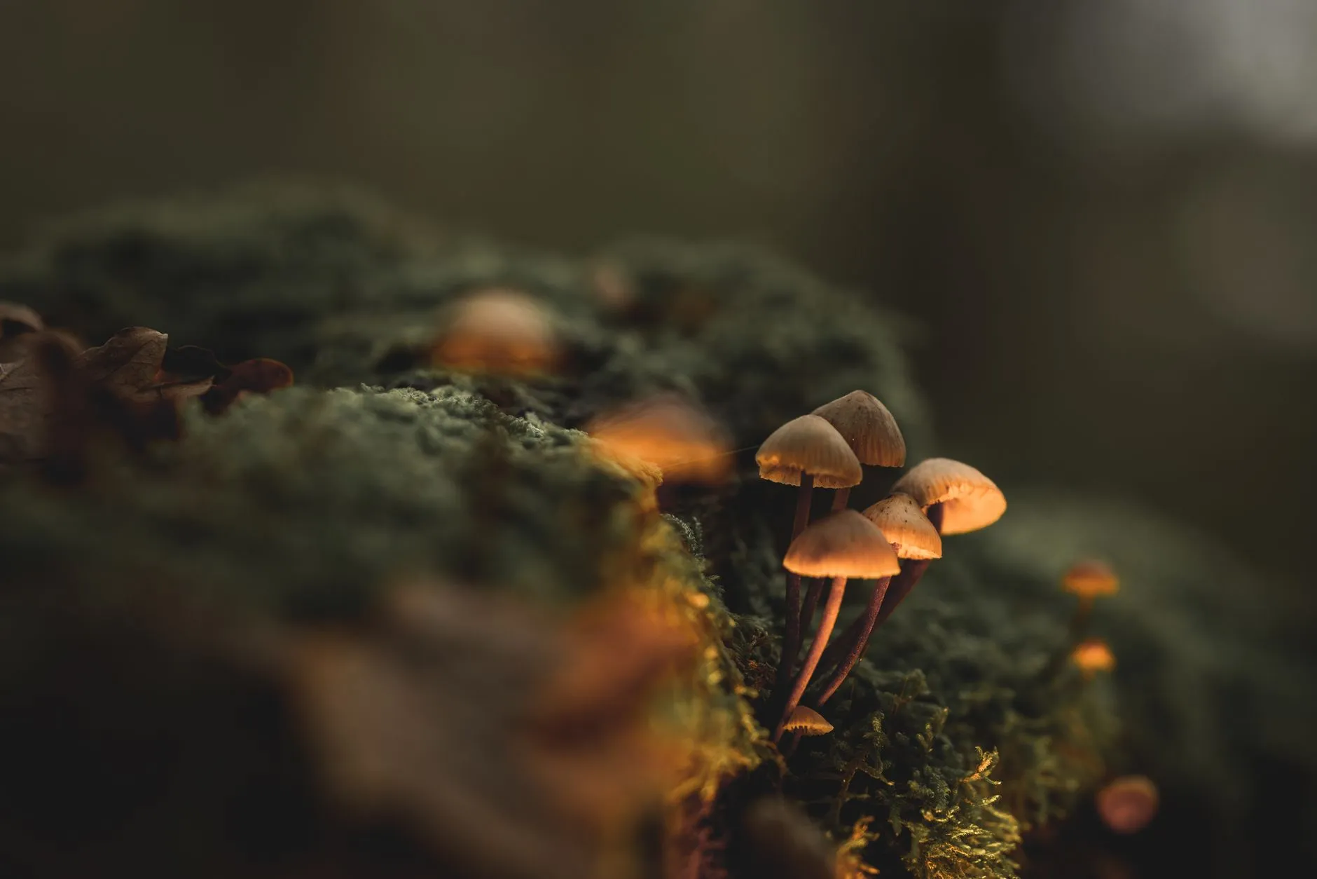小型生活电器选购指南：加湿器与暖手宝的实用搭配方案
